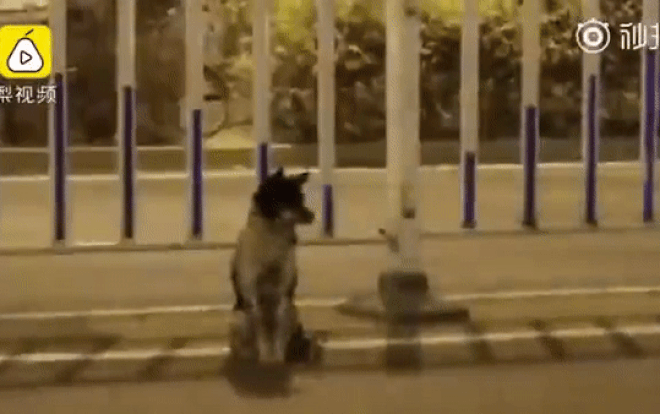 Rớt nước mắt chuyện chó ngồi ven đường suốt 80 ngày đợi chủ đã chết vì tai nạn giao thông Ảnh 2