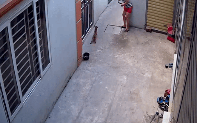 Vừa đứng gọt hoa quả người phụ nữ vừa lăm lăm cây gậy rình đánh chó hàng xóm gây xôn xao Ảnh 2