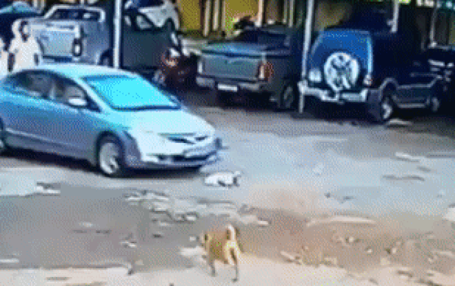 Bức xúc đăng clip chó cưng bị ô tô đâm chết không được một lời xin lỗi, ai ngờ bị 'trách ngược' vì lý do này! Ảnh 2