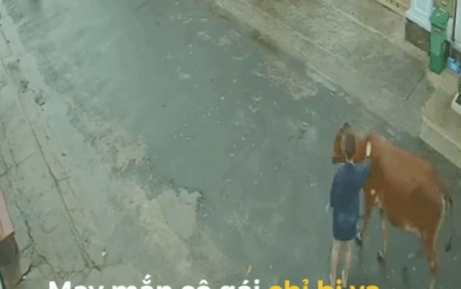 Clip: Đang vuốt ve trò chuyện, cô gái bất ngờ bị con bò tung chân đá ngã văng xuống đường và bị xe máy đâm thẳng lên người Ảnh 2