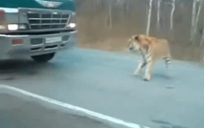 Hổ dữ bị thương, tìm đến đồn biên phòng cầu cứu con người Ảnh 2