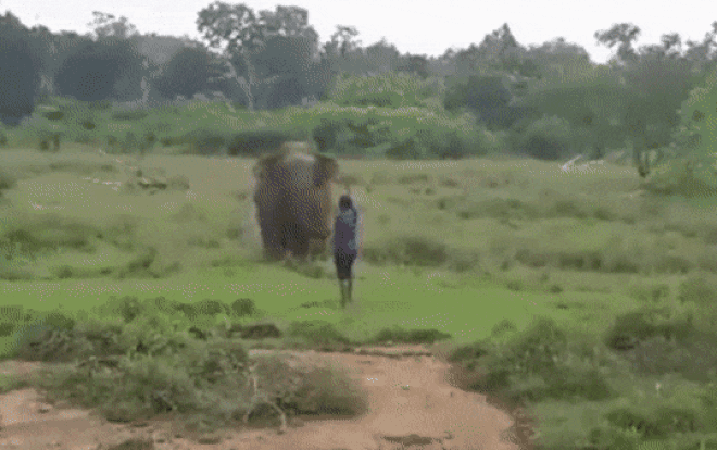 Cố gắng thôi miên voi, người đàn ông nhận cái kết đắng Ảnh 2