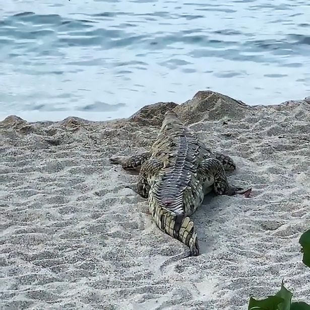 Cá sấu lên bãi biển
