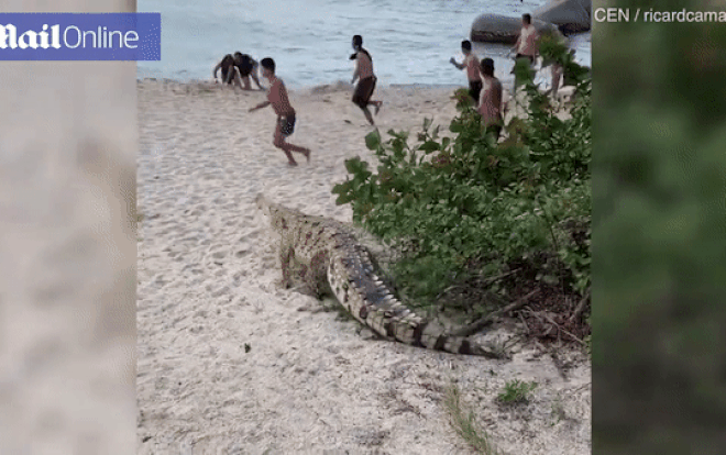 Cá sấu lầm lì chui ra từ bụi cây khiến du khách chạy trối chết Ảnh 2