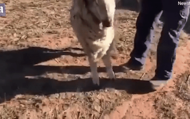 Ám ảnh giây phút cừu kiệt sức, đứng không vững do hạn hán tàn khốc ở Úc Ảnh 2