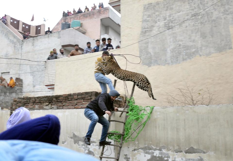 Leopards attack people.