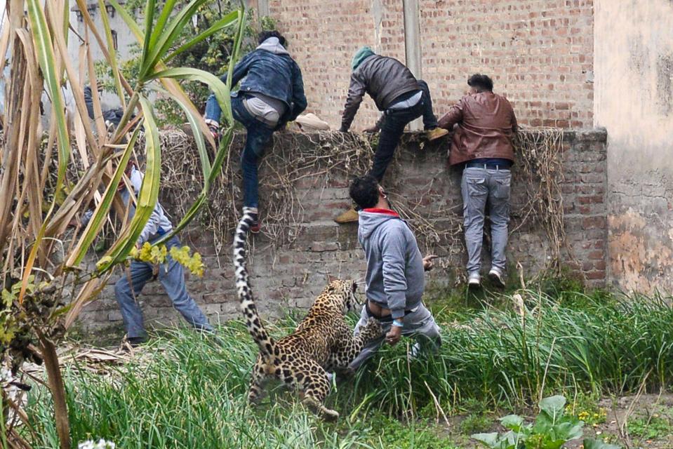 Leopards attack people.