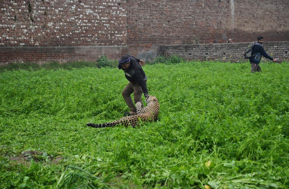 Leopards bite people.