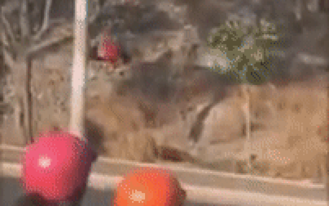 Tay không leo đồi Con Heo, nam thanh niên rơi xuống vực sâu 30m Ảnh 2