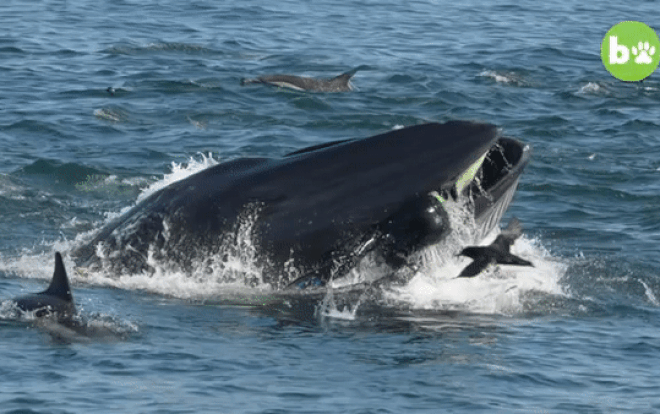 Giây phút hãi hùng của người thợ lặn kẹt trong miệng cá voi Ảnh 2