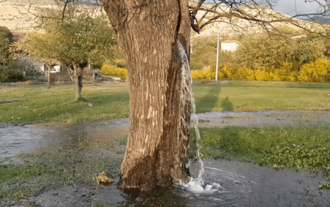 Kỳ lạ cây cổ thụ tự phun nước như thác chảy suốt 25 năm Ảnh 2