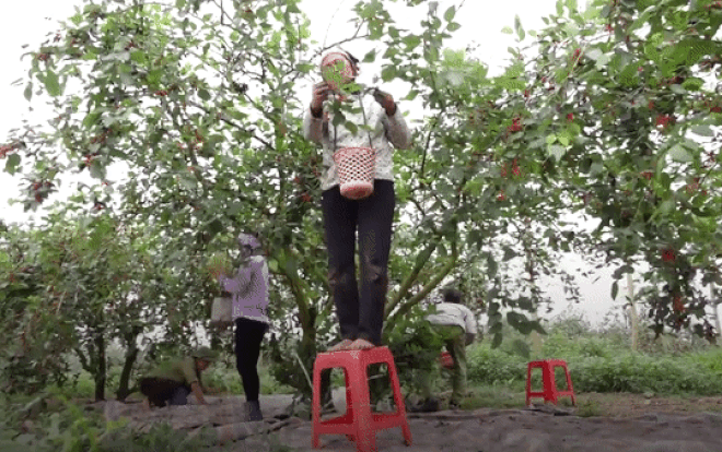 Bắc ghế hái dâu tằm kiếm tiền triệu mỗi ngày ở Hà Nội Ảnh 2