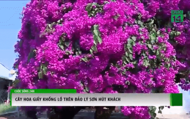 Chiêm ngưỡng cây hoa giấy khổng lồ 50 tuổi ở Lý Sơn thu hút du khách Ảnh 2