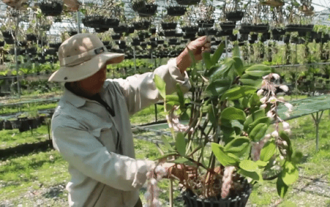 Vườn lan rừng 35.000 giỏ ở phố núi Pleiku Ảnh 2