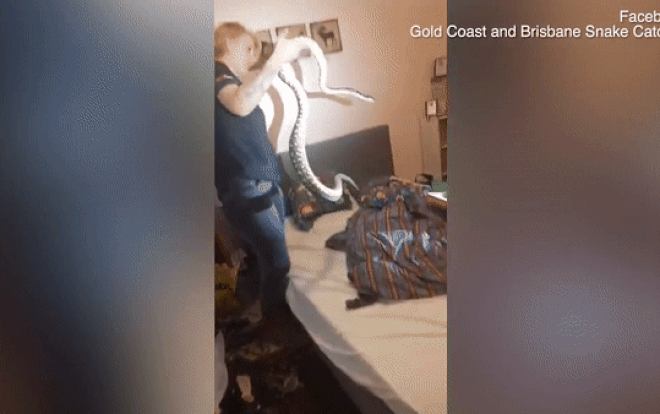 Clip cận cảnh bắt trăn 'quái vật' dài 1,7 mét trốn trong nhà dân Ảnh 2