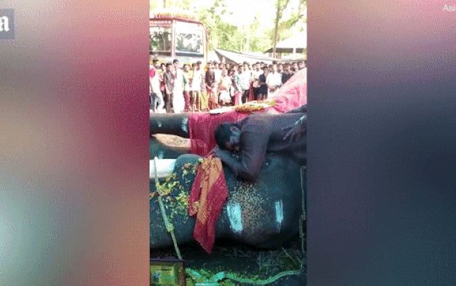 Người huấn luyện 'khóc như mưa' khi thấy voi chết Ảnh 2