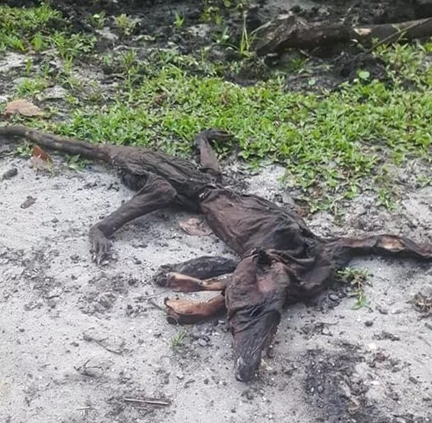xác khô trong vườn.