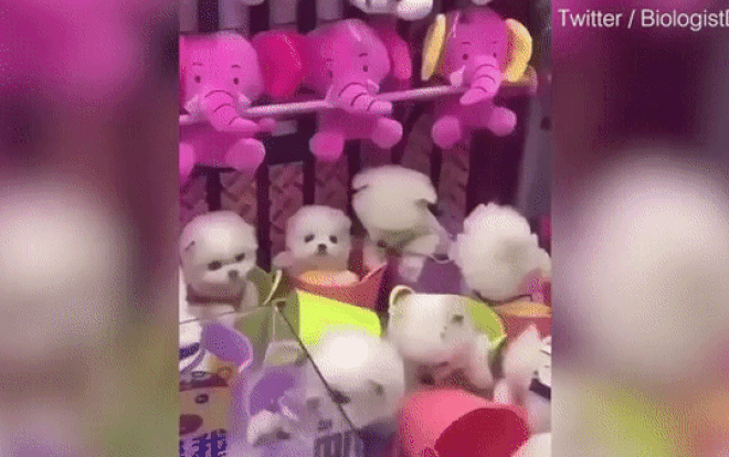 Xôn xao clip 10 chú chó con được đem làm giải thưởng trong máy gắp thú Ảnh 2
