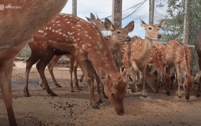 Nuôi hươu nai kiếm 400 triệu đồng mỗi năm ở Gia Lai Ảnh 2