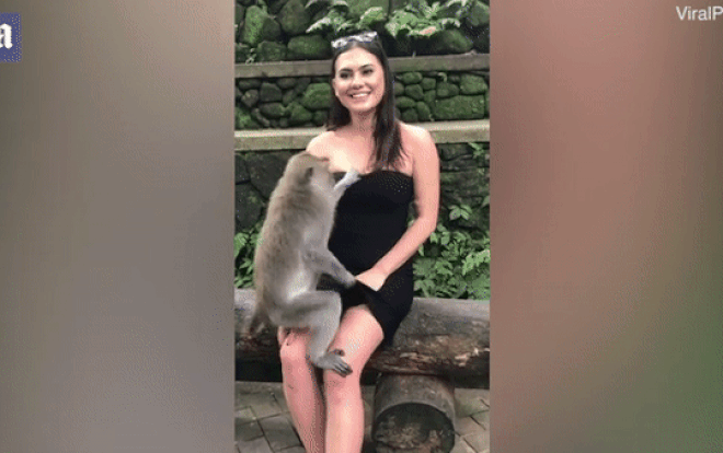 Khỉ tinh quái kéo váy lộ vòng một của cô gái Ảnh 2