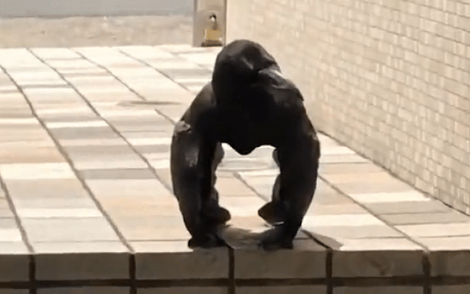 Chuyên gia lý giải hành vi quạ tạo dáng trông giống khỉ đột đang gây sốt mạng xã hội Ảnh 2