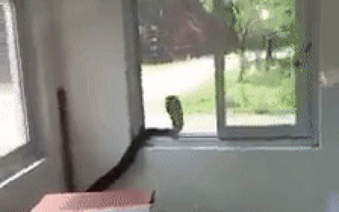 Kinh hoàng rắn hổ mang chúa nặng 3kg dài 2,5m 'phi' vào tận phòng làm việc Ảnh 2