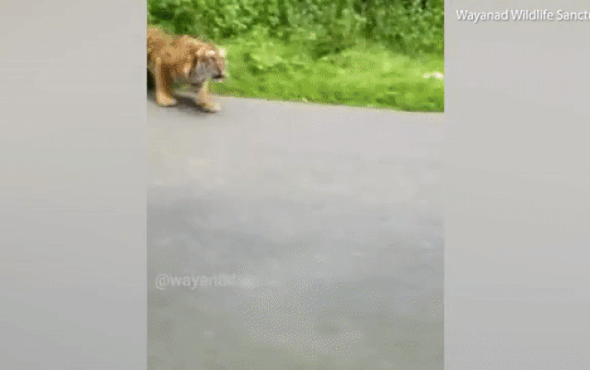 Thót tim khoảnh khắc người đi xe máy bị hổ săn mồi rượt đuổi Ảnh 2