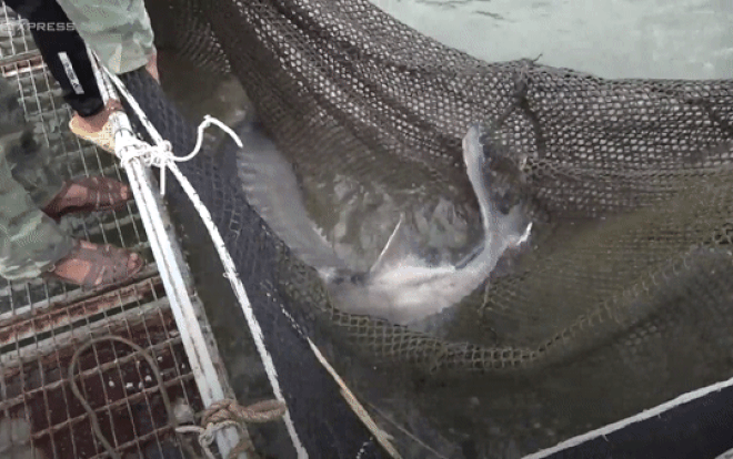 Trại cá tầm 'khổng lồ' nhiều con nặng gần 60 kg ở Sơn La Ảnh 2