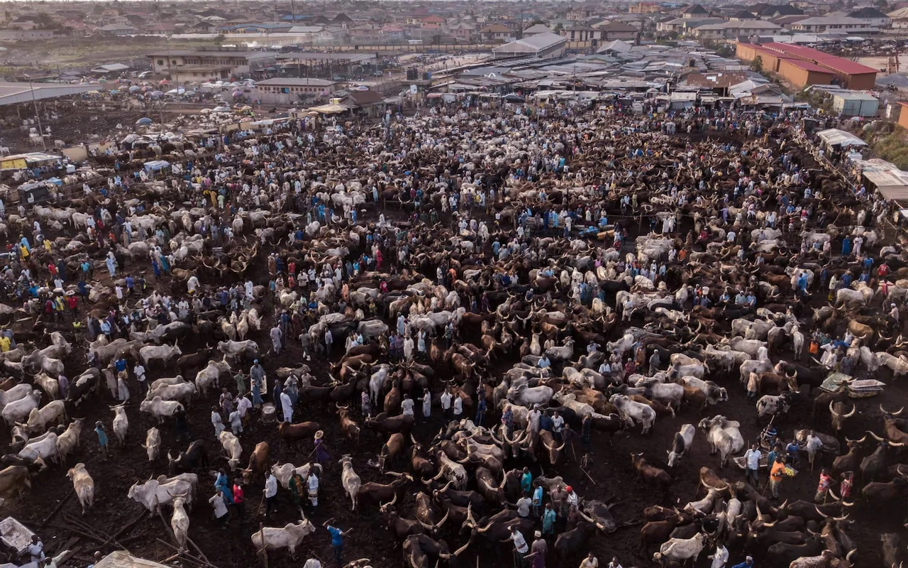 Theo truyền thống của người Fulani, gia súc là một thứ quý giá và đáng được trân trọng. Trong gia đình chỉ khi có người bị bệnh tật nặng hoặc cần tổ chức lễ cưới, tiệc tùng lớn thì mới bán đi một con bò. Đàn bò như ngân hàng của mỗi gia đình, họ đầu tư cho chúng qua từng ngày để rồi khi bán đi sẽ thu về được một số tiền rất lớn.
