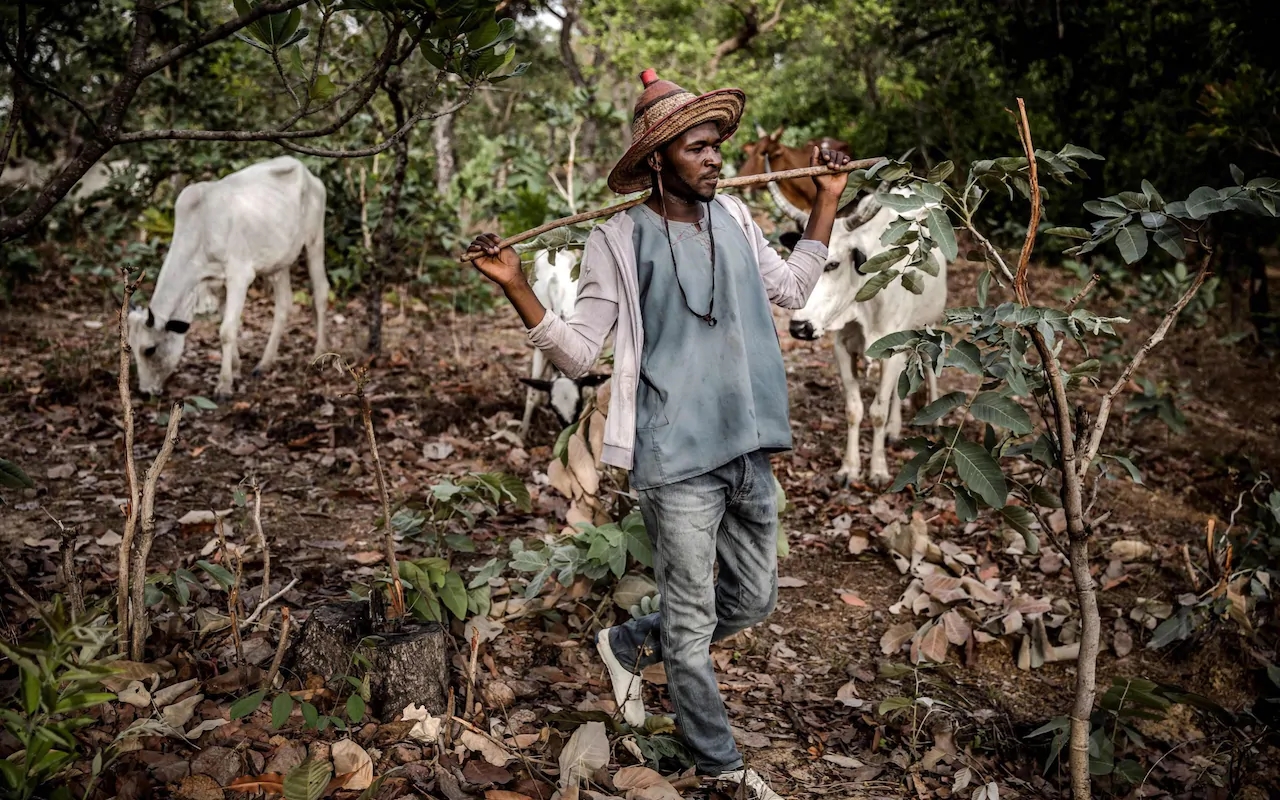 Anh Isa Ibrahim (30 tuổi) đang đi qua những con bò trong bầy gia súc của mình ở Khu bảo tồn Kachia Grazing để bảo vệ chúng. Tình trạng trộm cướp gia súc để đòi tiền chuộc đã tăng cao khi nhu cầu về thịt và sữa ngày càng tăng nhanh ở Nigeria.