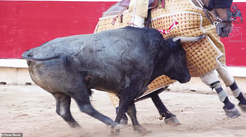 Đấu bò tót