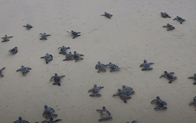 Hơn 1.500 rùa con sinh trưởng ở Cù Lao Chàm Ảnh 2