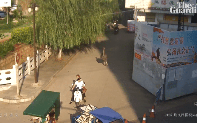 Đà điểu xổng chuồng chạy quanh đường phố đông đúc suốt nửa tiếng mới bị 'tóm' Ảnh 2