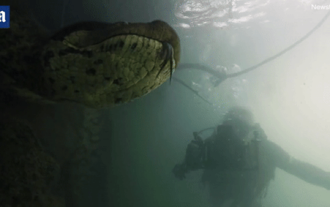 Ngoạn mục cảnh tượng thợ lặn bơi cùng trăn khủng anacoda dài 7 mét Ảnh 2