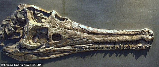 Mystriosaurus 2