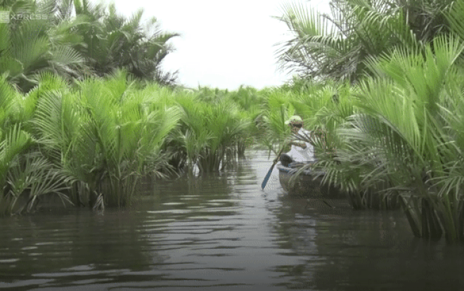 Rừng dừa nước hơn 100 ha bảo vệ Hội An Ảnh 2