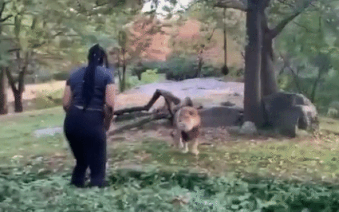 Người phụ nữ trèo qua hàng rào sở thú chỉ để… trêu sư tử Ảnh 2