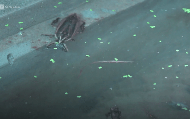 Nuôi cà cuống kiếm gần 40 triệu đồng mỗi tháng Ảnh 2