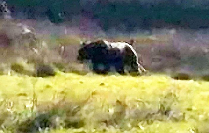 Quái vật vùng Exmoor.