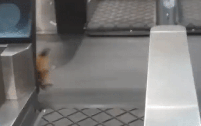 Cáo 'đột nhập' làm náo loạn nhà ga sân bay Ảnh 2