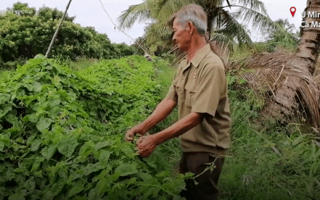 Lão nông làm vườn đa canh thu gần 700 triệu mỗi năm Ảnh 2