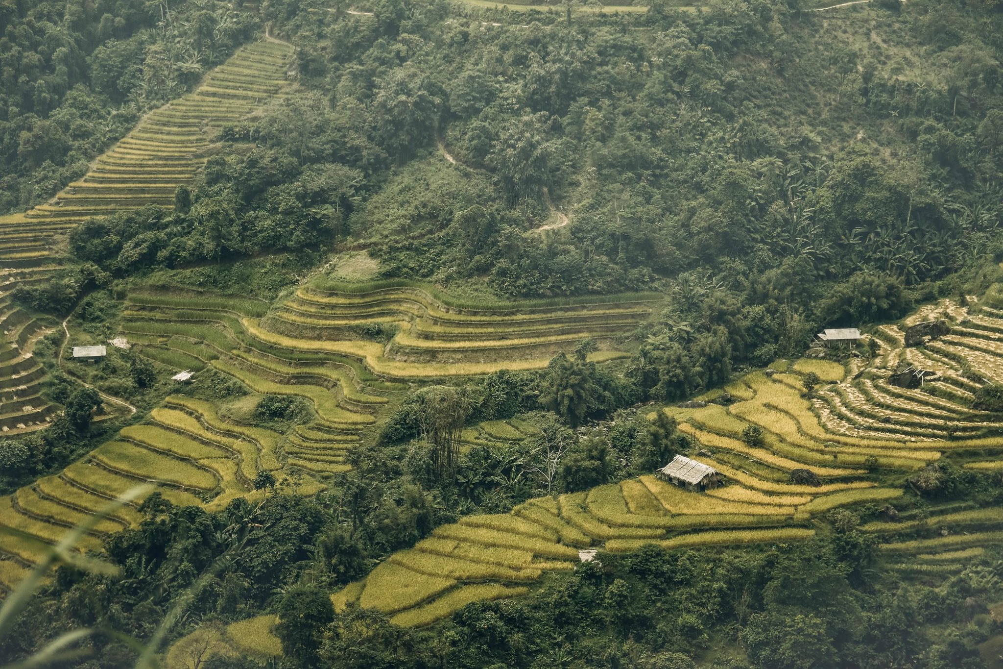 Đến Hà Giang mùa vàng để sống ảo quên lối về giữa những thảm lúa chín rực rỡ Ảnh 4