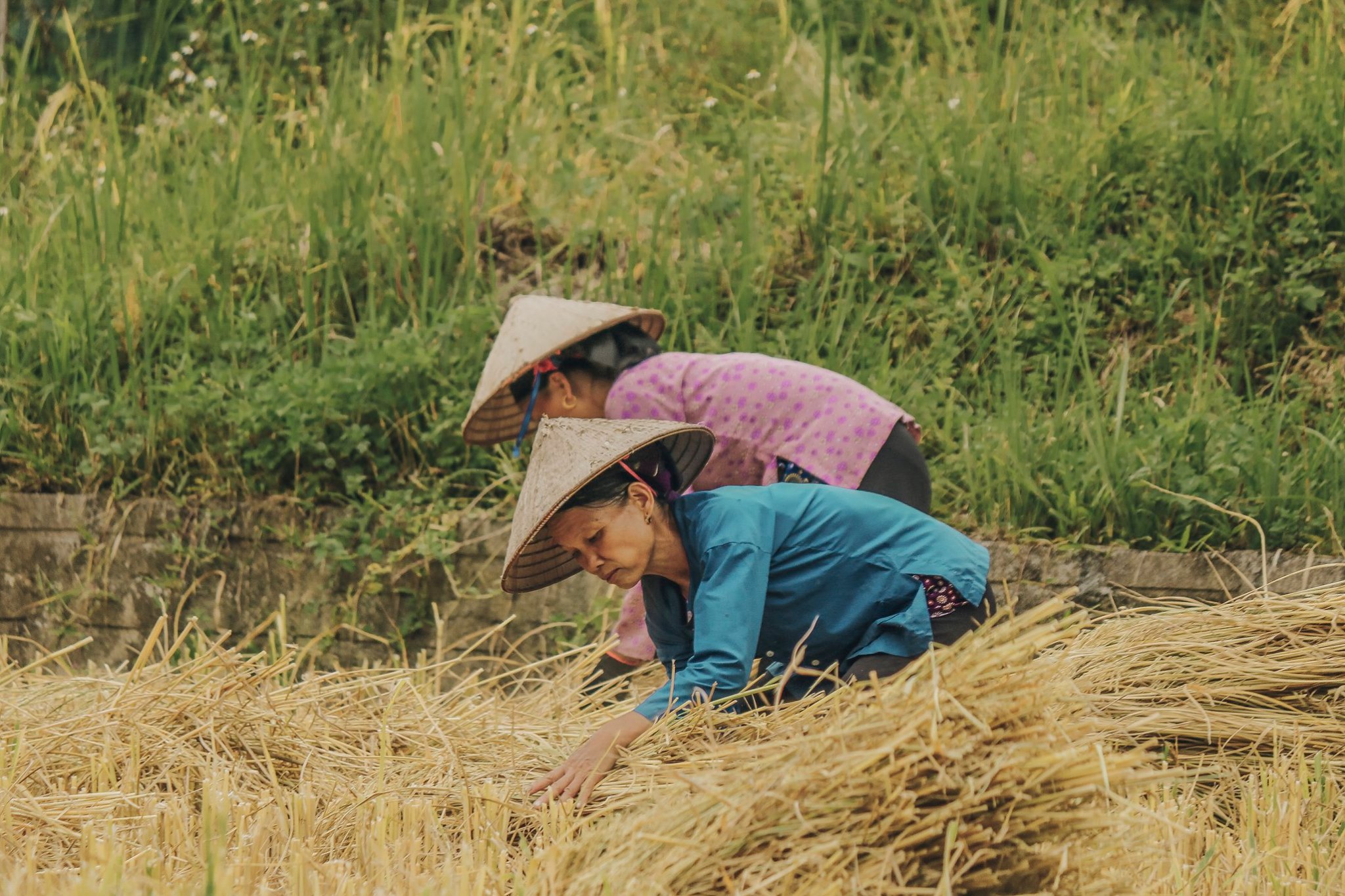 Đến Hà Giang mùa vàng để sống ảo quên lối về giữa những thảm lúa chín rực rỡ Ảnh 11