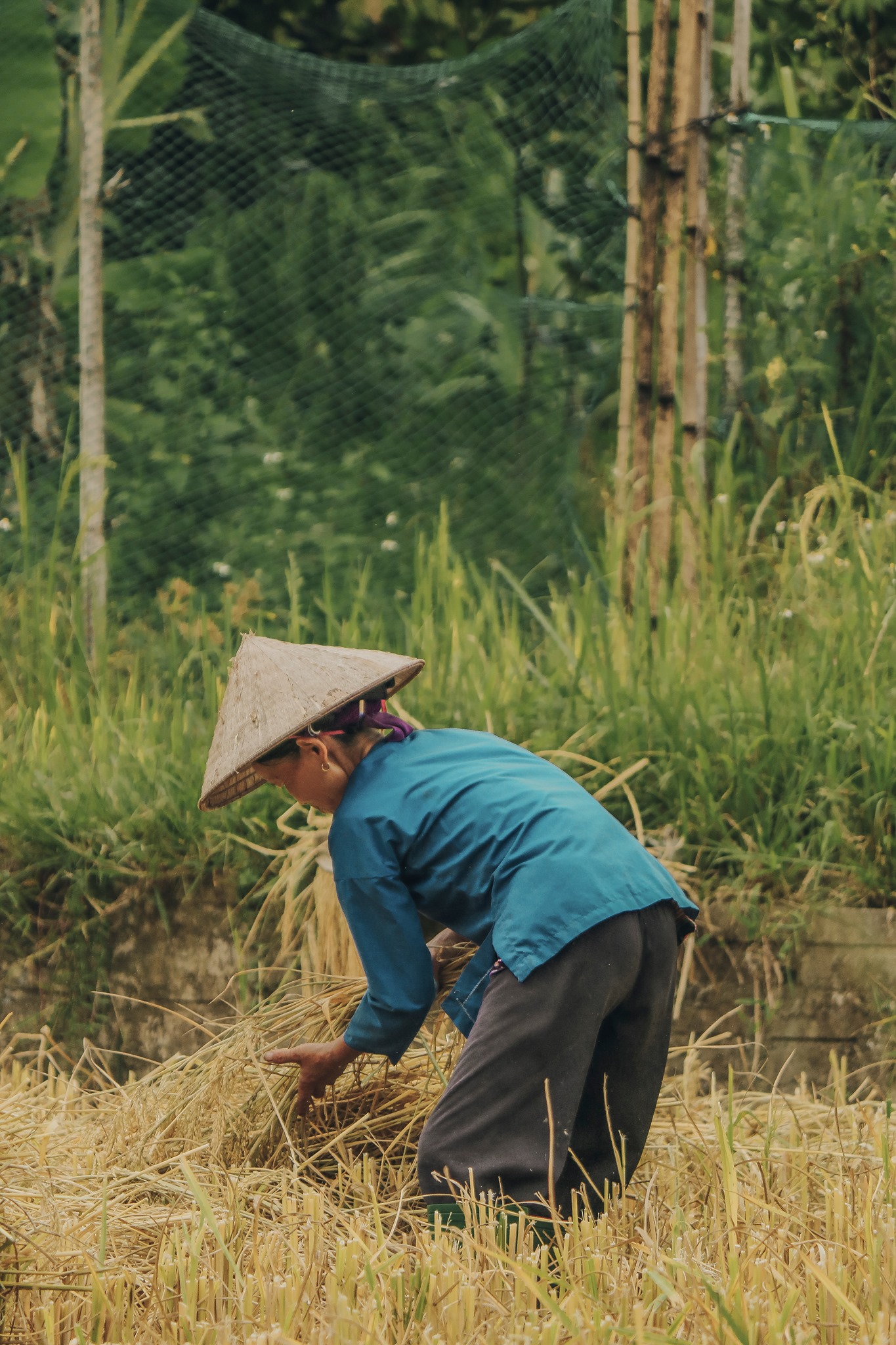 Đến Hà Giang mùa vàng để sống ảo quên lối về giữa những thảm lúa chín rực rỡ Ảnh 12