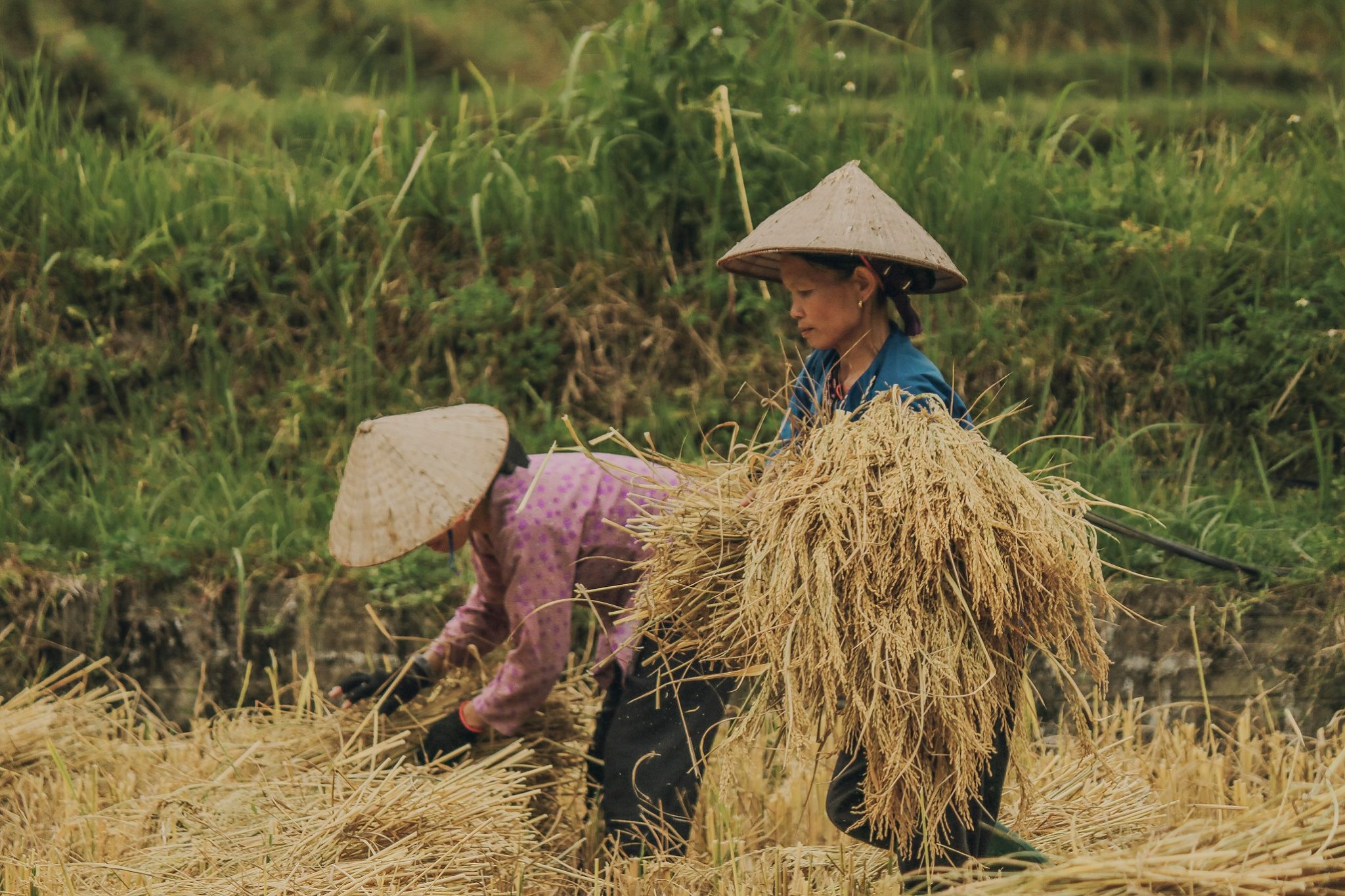 Đến Hà Giang mùa vàng để sống ảo quên lối về giữa những thảm lúa chín rực rỡ Ảnh 9