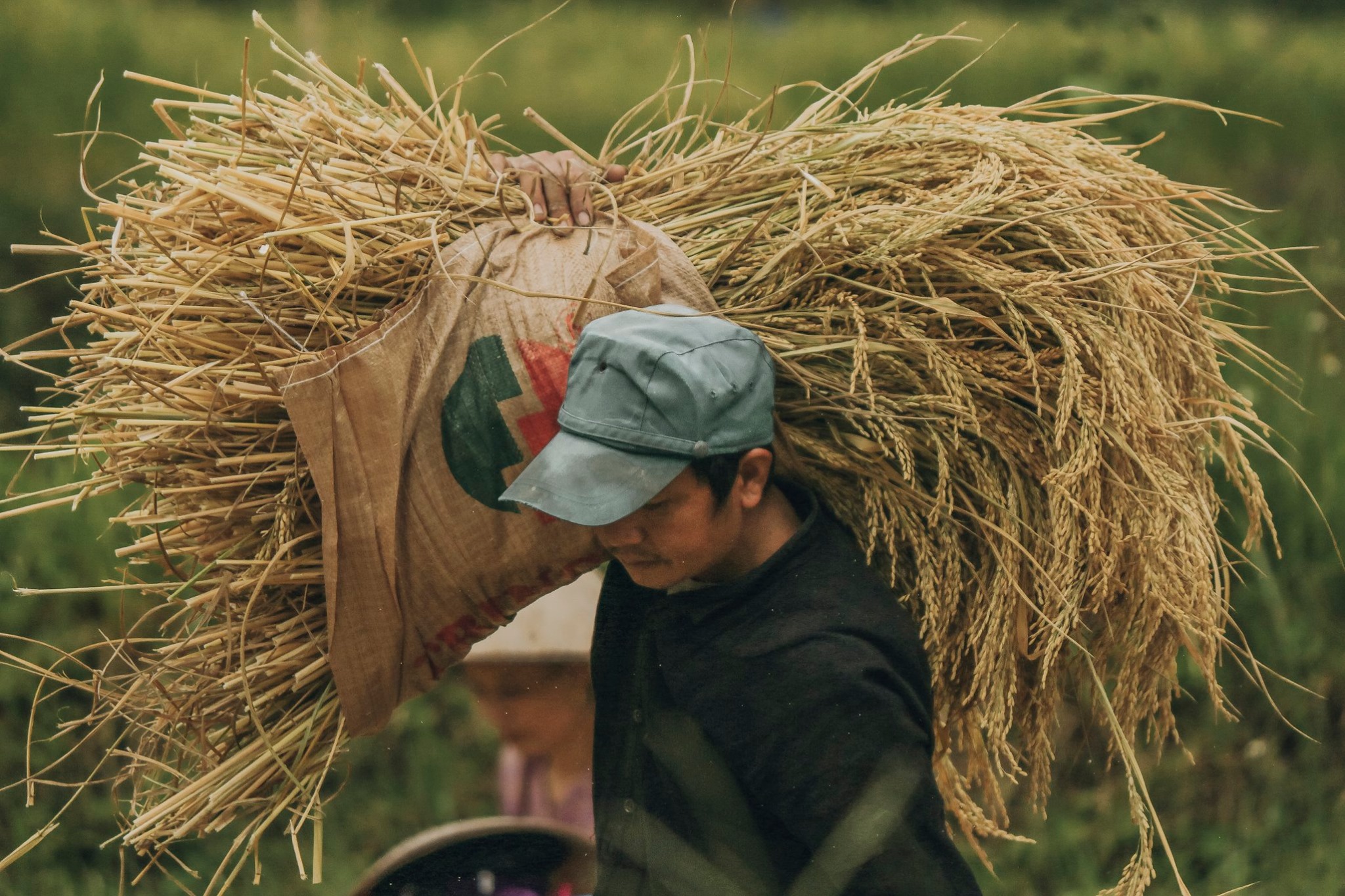 Đến Hà Giang mùa vàng để sống ảo quên lối về giữa những thảm lúa chín rực rỡ Ảnh 13