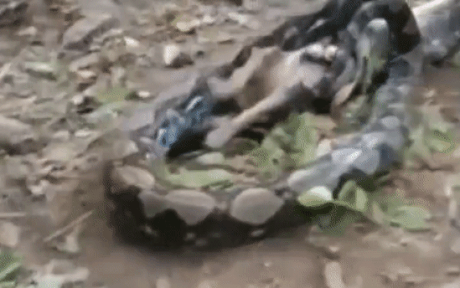 Người bà kinh hãi chứng kiến trăn ngấu nghiến nuốt chửng chó cưng mà bất lực Ảnh 2