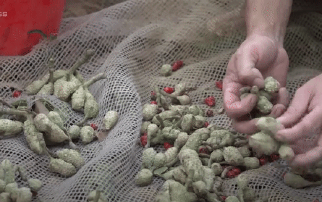 Nông dân trồng cây dổi thu hơn 300 triệu mỗi năm Ảnh 2