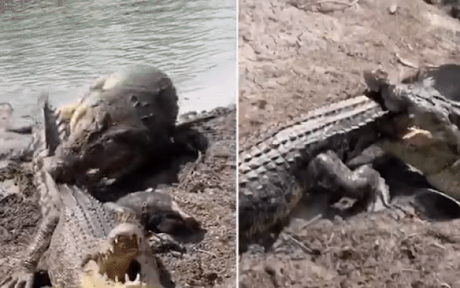 Lang thang vào lãnh thổ của cá sấu đực, con cái bị quật 'tơi tả' Ảnh 2