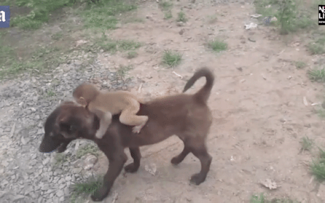 Thấy khỉ con bị bỏ rơi, chú chó làm điều này khiến ai cũng kinh ngạc Ảnh 2